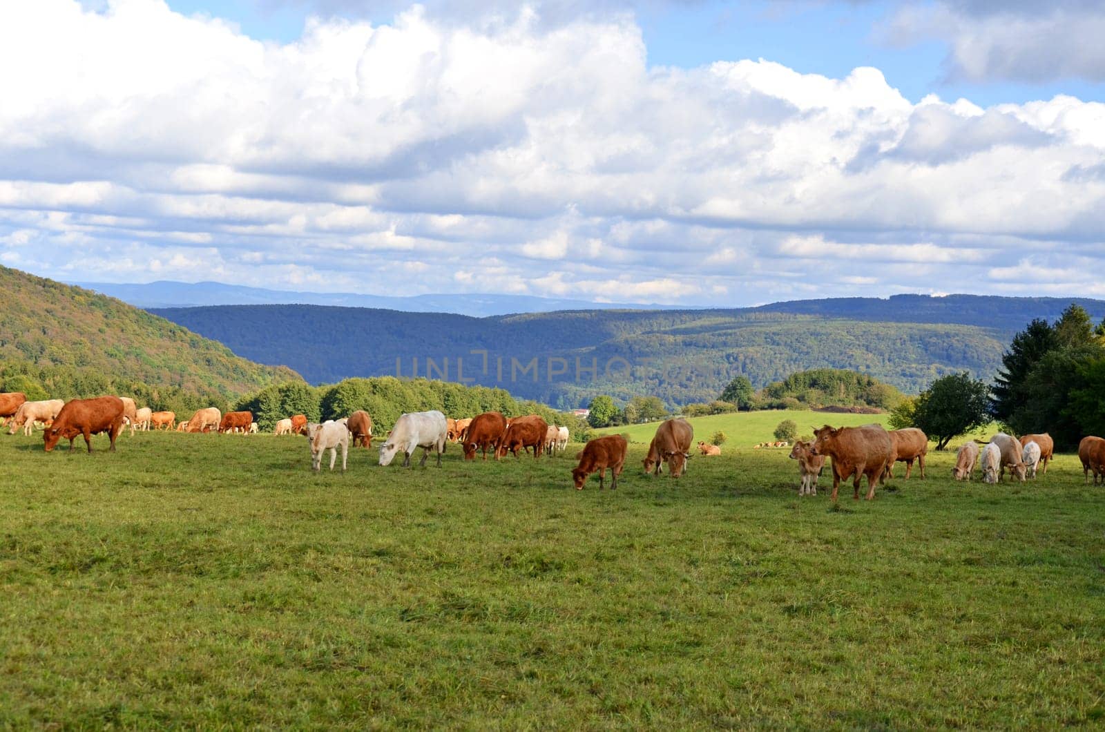 Cattle herd in the Rhön