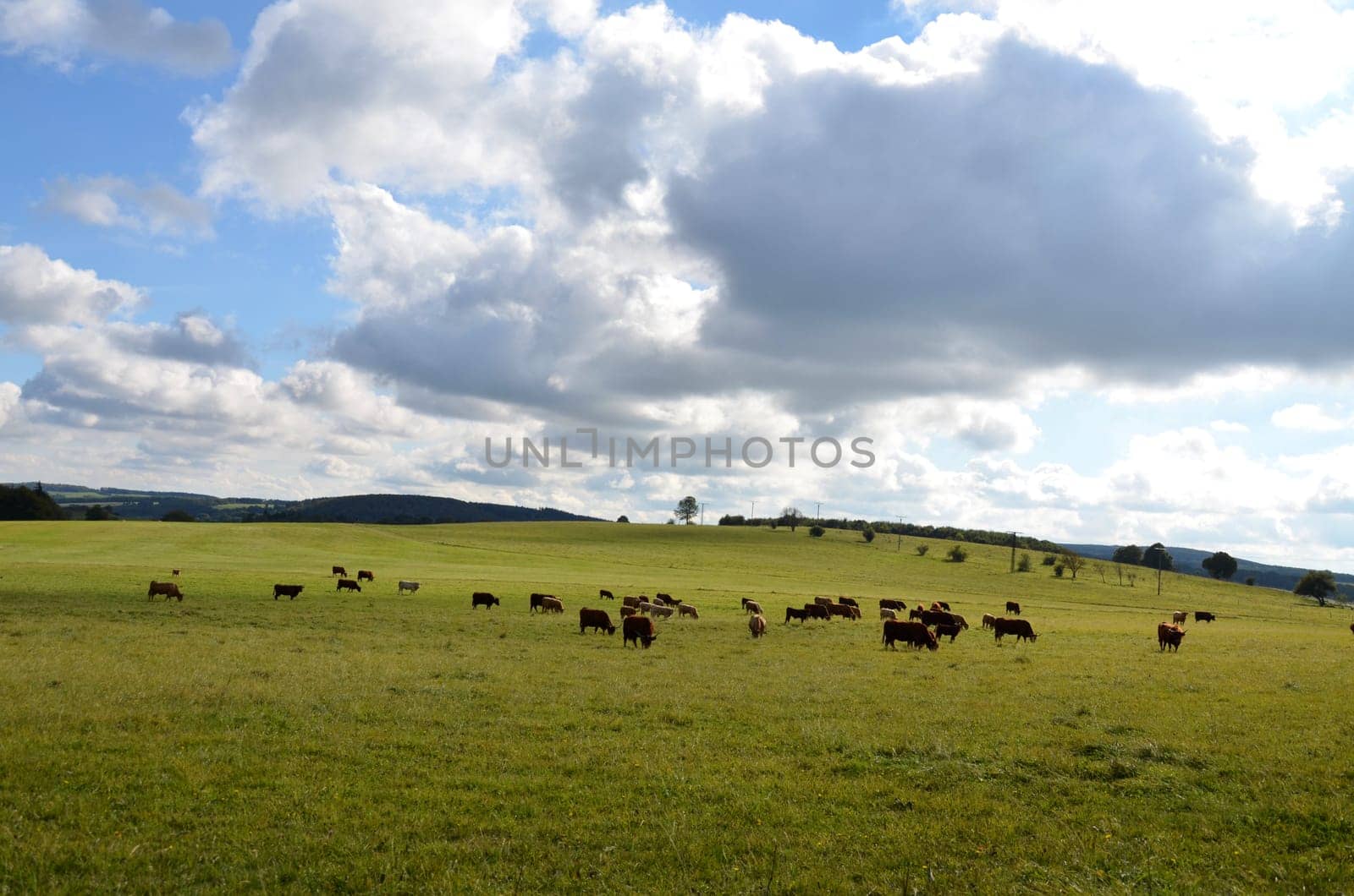Cattle herd in the Rhön