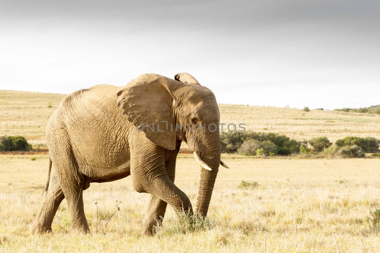 It is getting dark soon and i am The African bush elephant and i need to get home