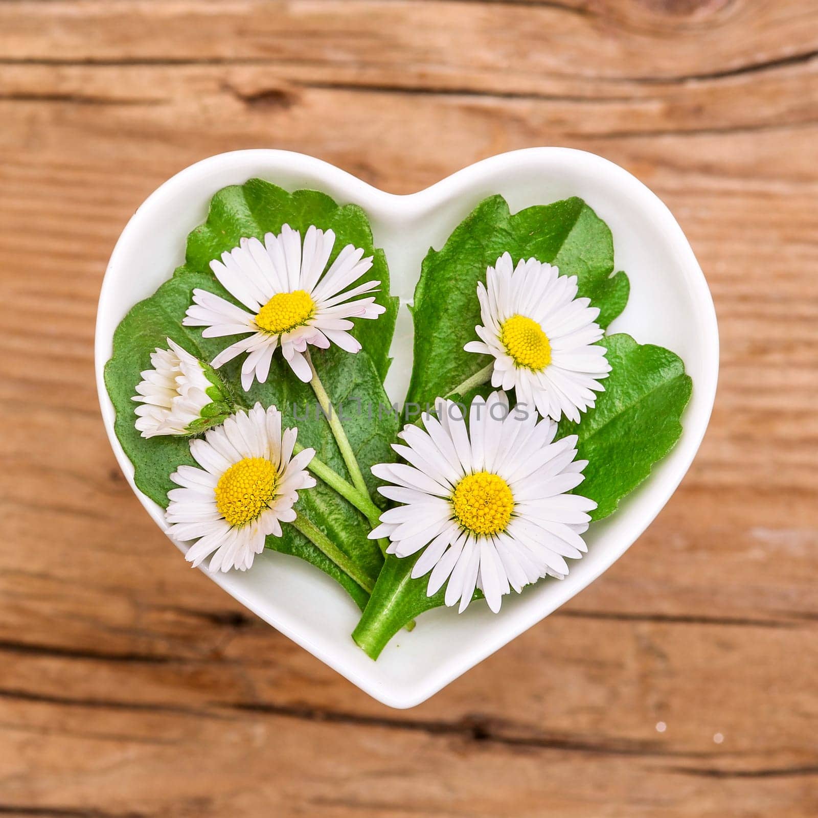 Medicinal Plant of the Year 2017,Daisies