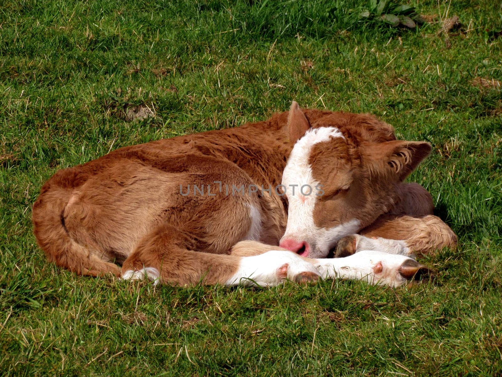 Sleeping calf on a pasture near Meinkenbracht. Ebbegebirge Nature Park. Sleeping calf on a field near the village of Meinkenbracht,nature park Ebbegebirge.