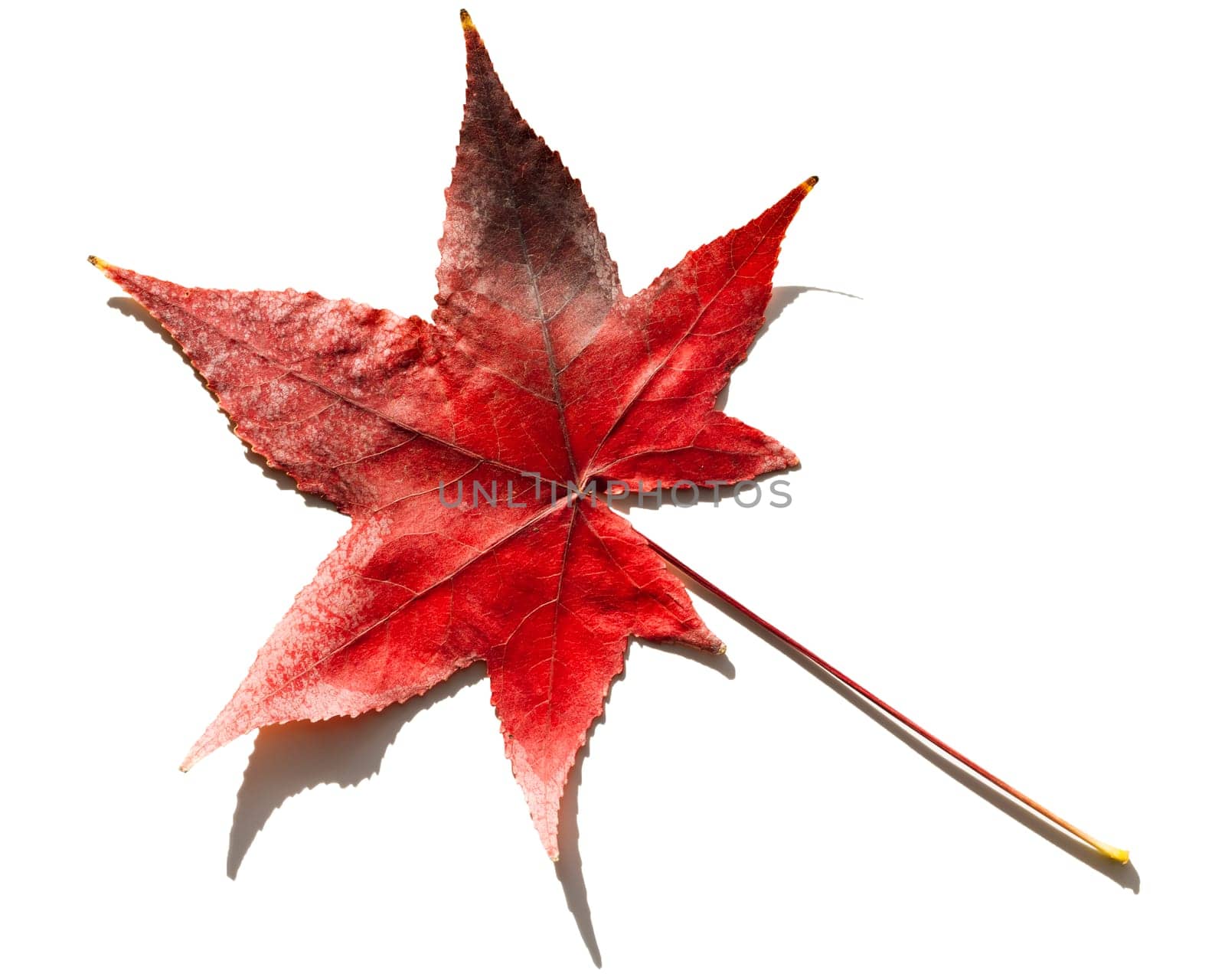 Autumn leave isolated on white