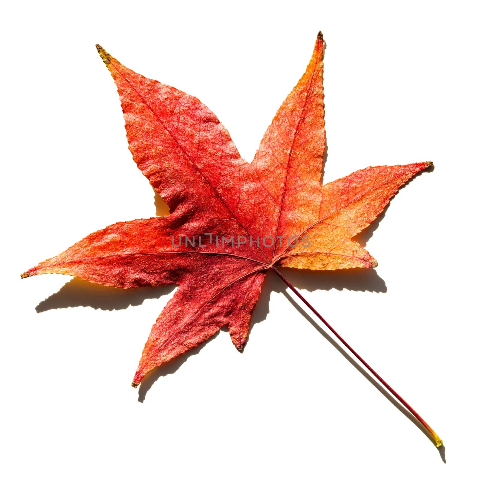 Autumn leave isolated on white