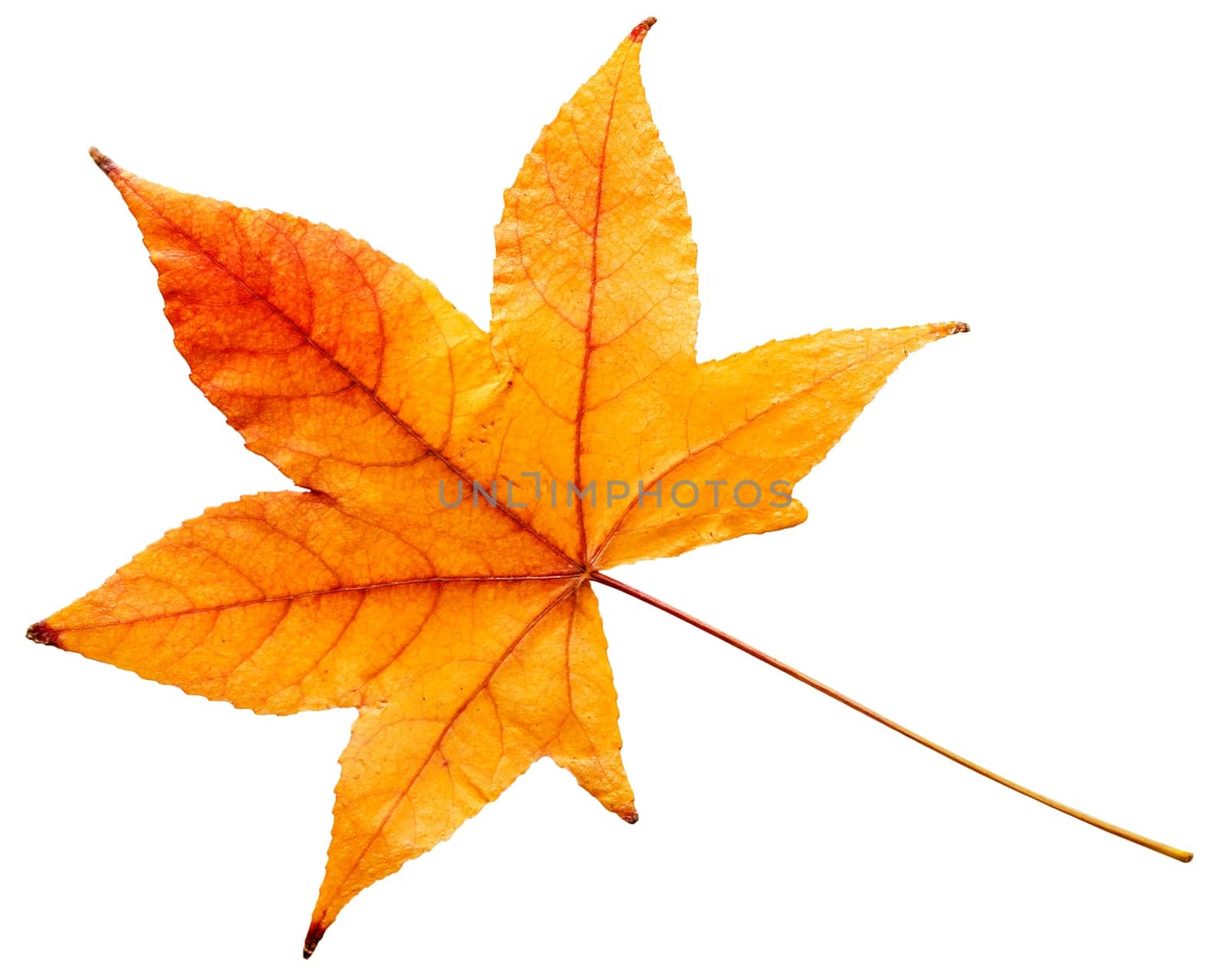 Autumn leave isolated on white