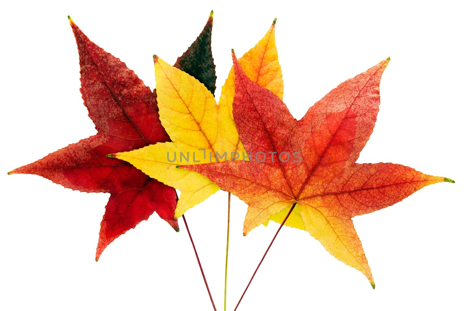 Three colorful autumn leaves isolared on white