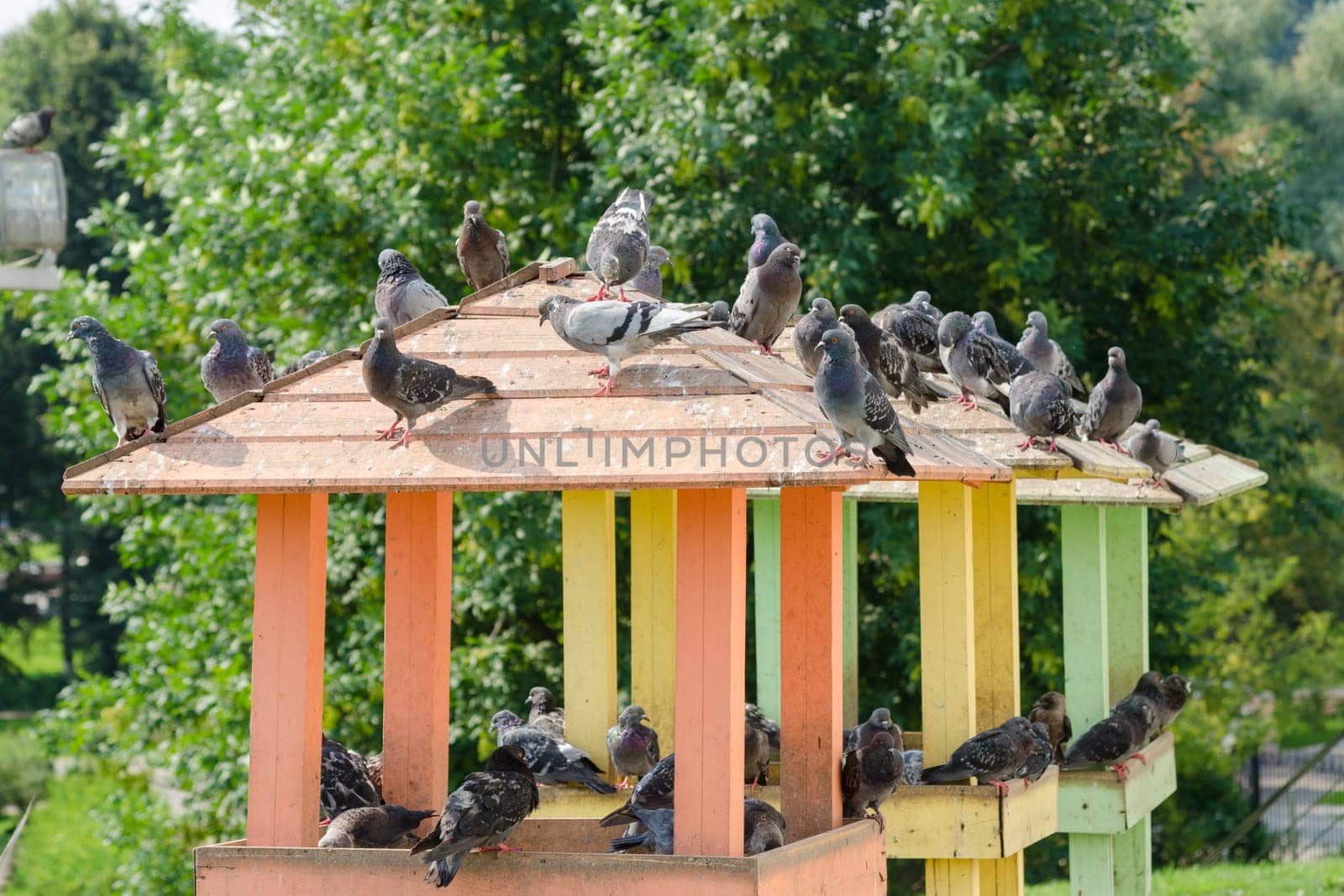 The roof of a wooden pigeon with pigeons sitting on it