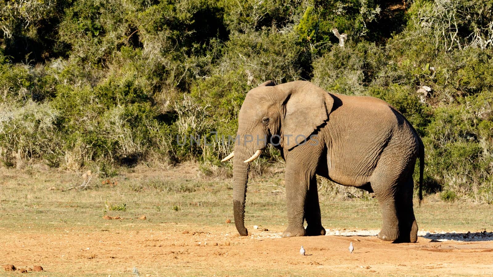 African bush elephant looking at the birds at his watering hole.