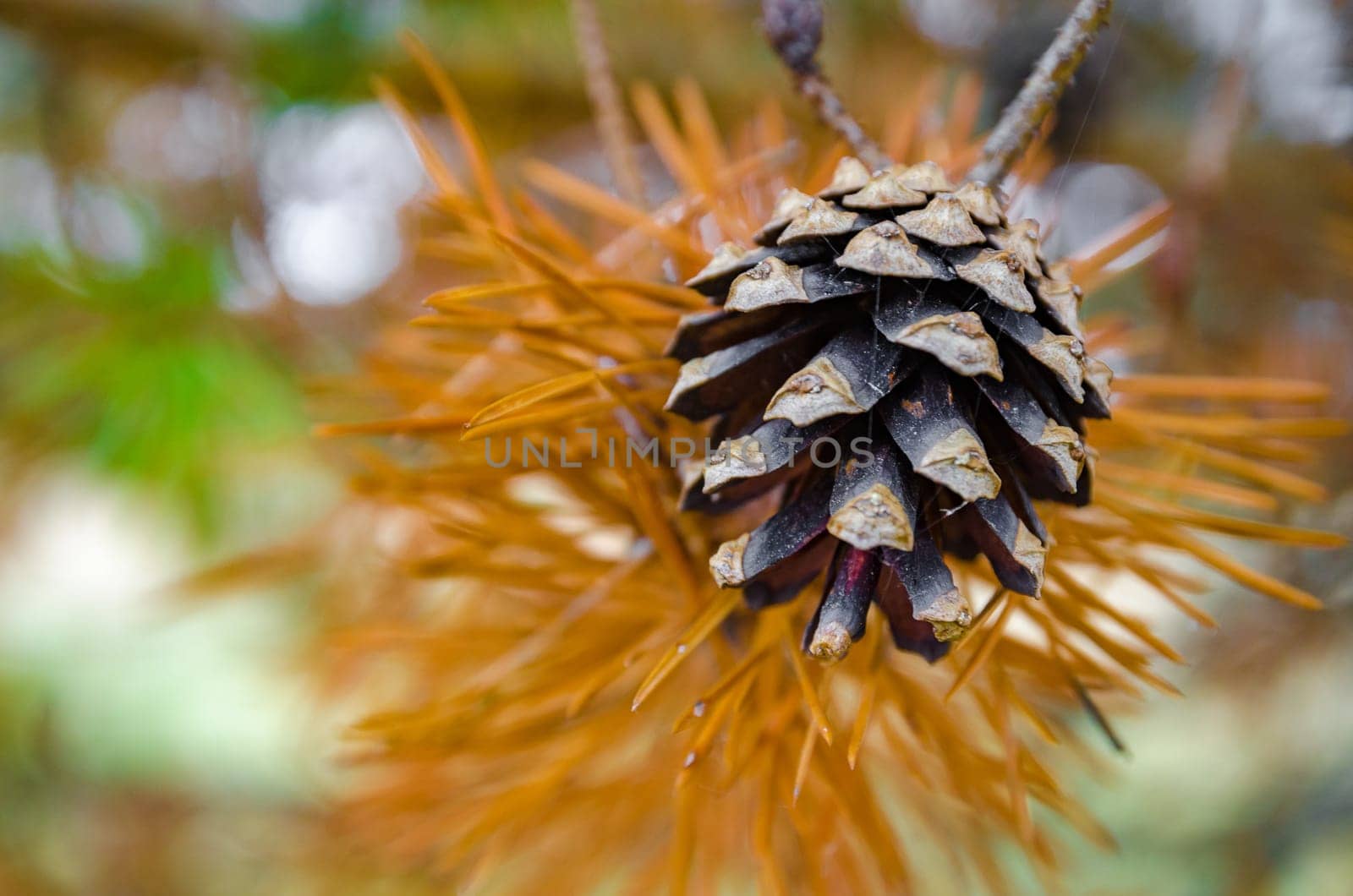 Golden autumn in the month of October in a beautiful forest
