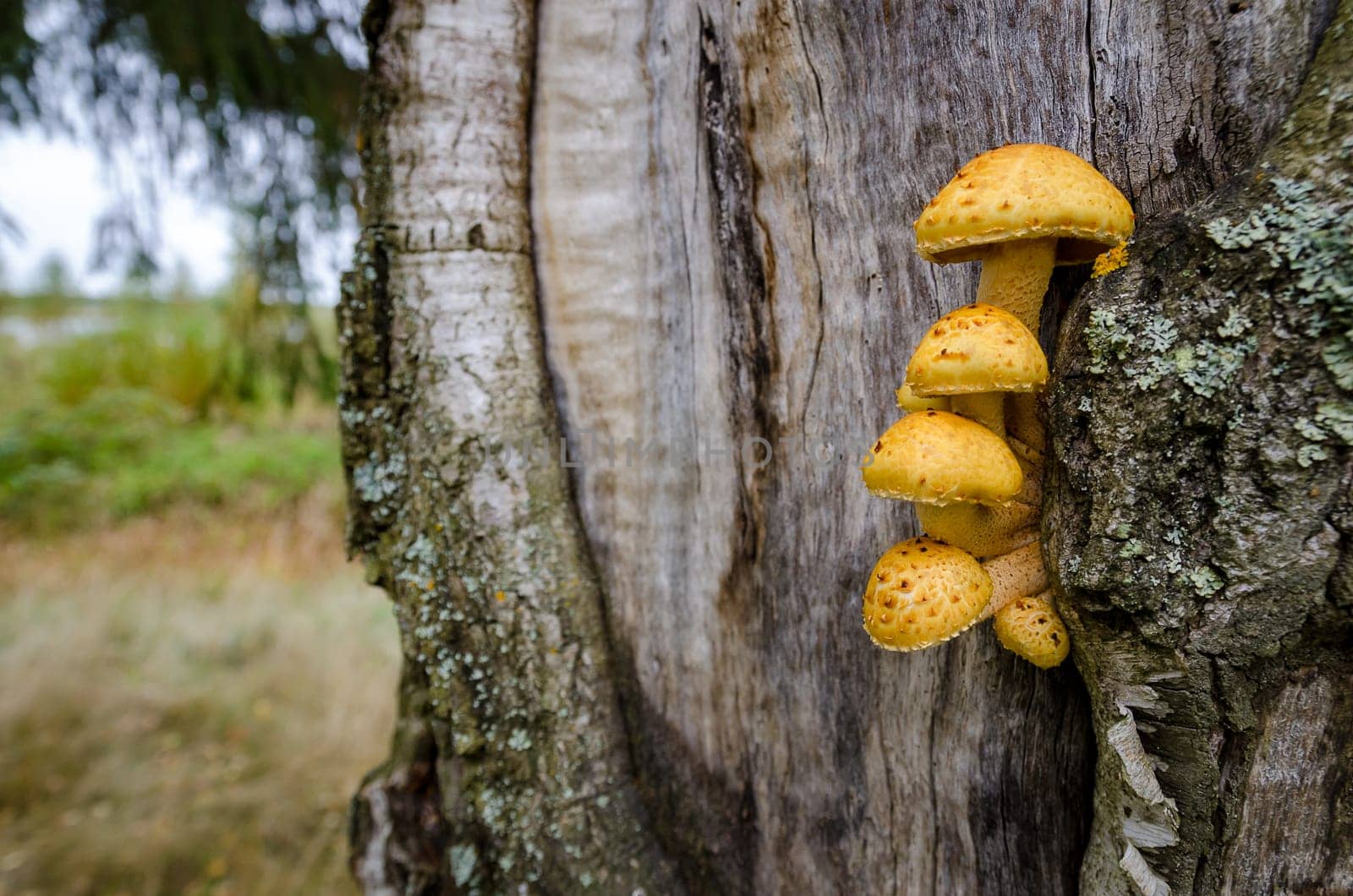 Golden autumn in the month of October in a beautiful forest