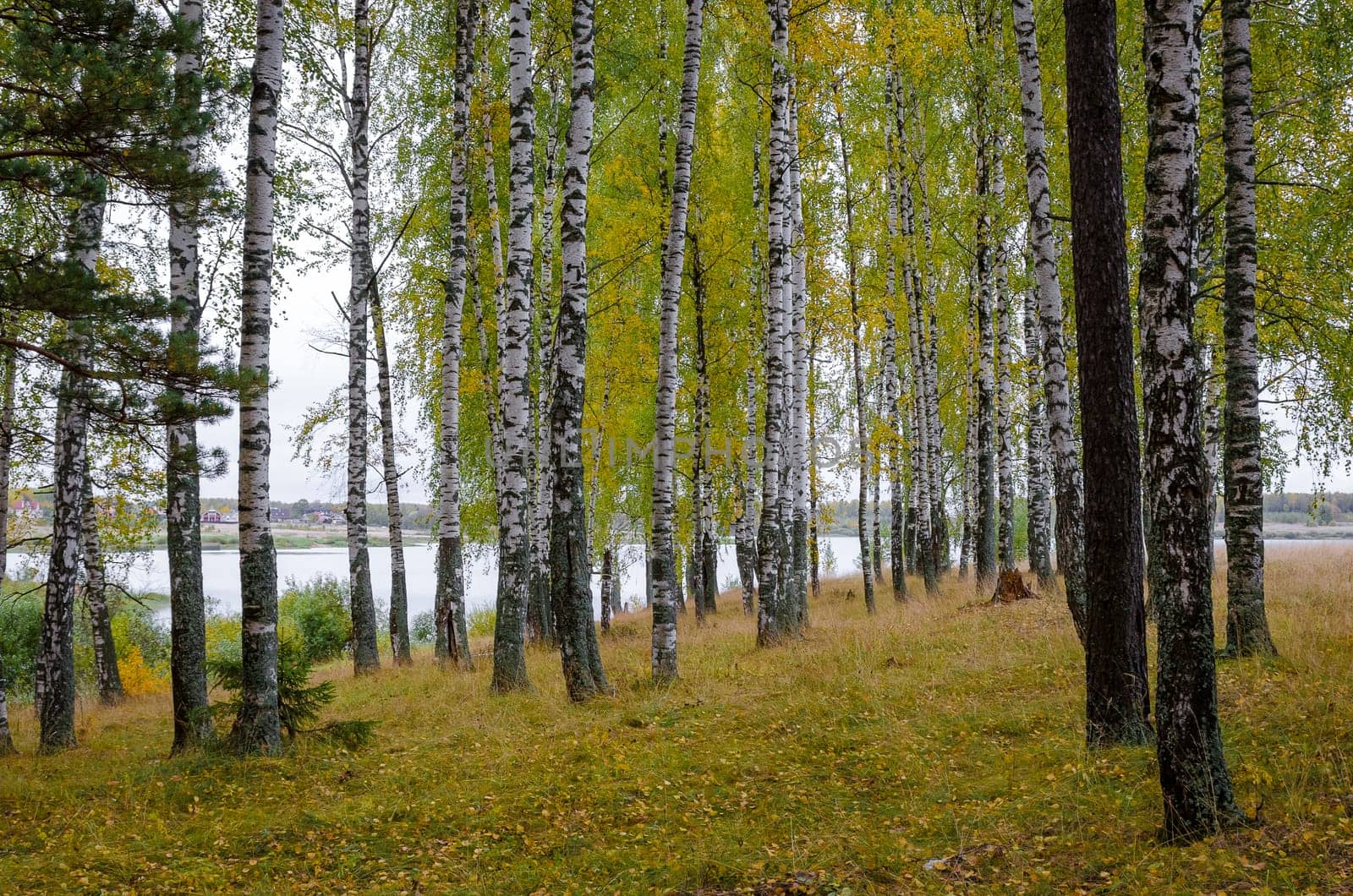 Golden autumn in the month of October in a beautiful forest