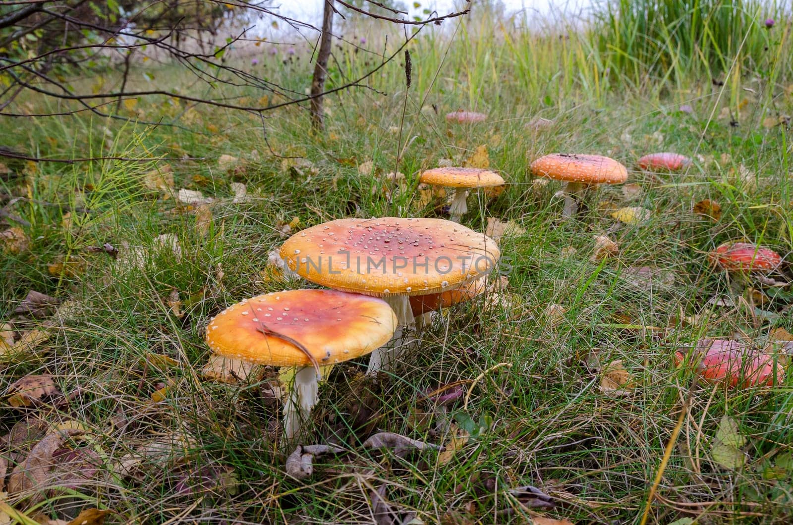 Golden autumn in the month of October in a beautiful forest