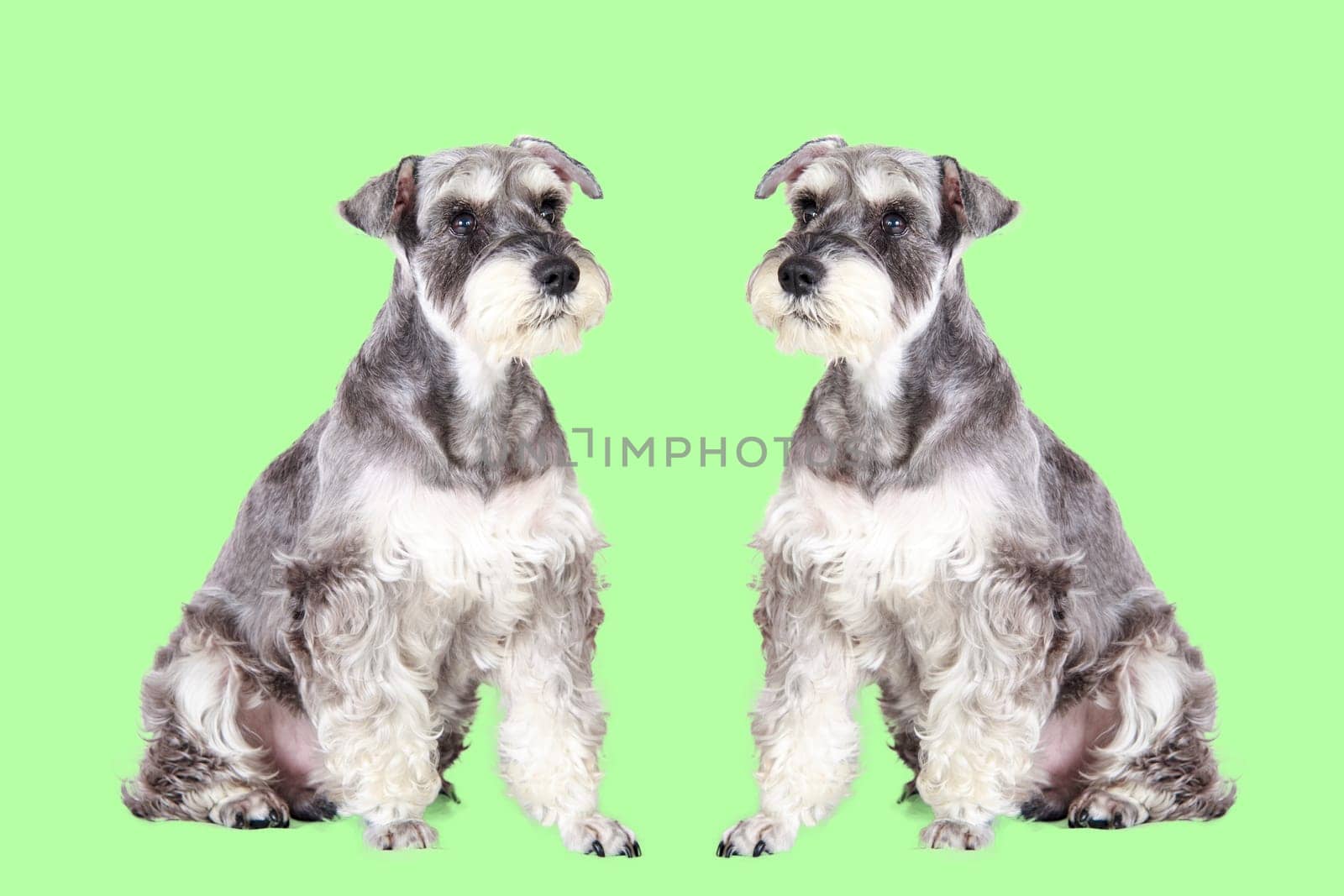 The gray and black miniature schnauzer puppy sitting outdoors
