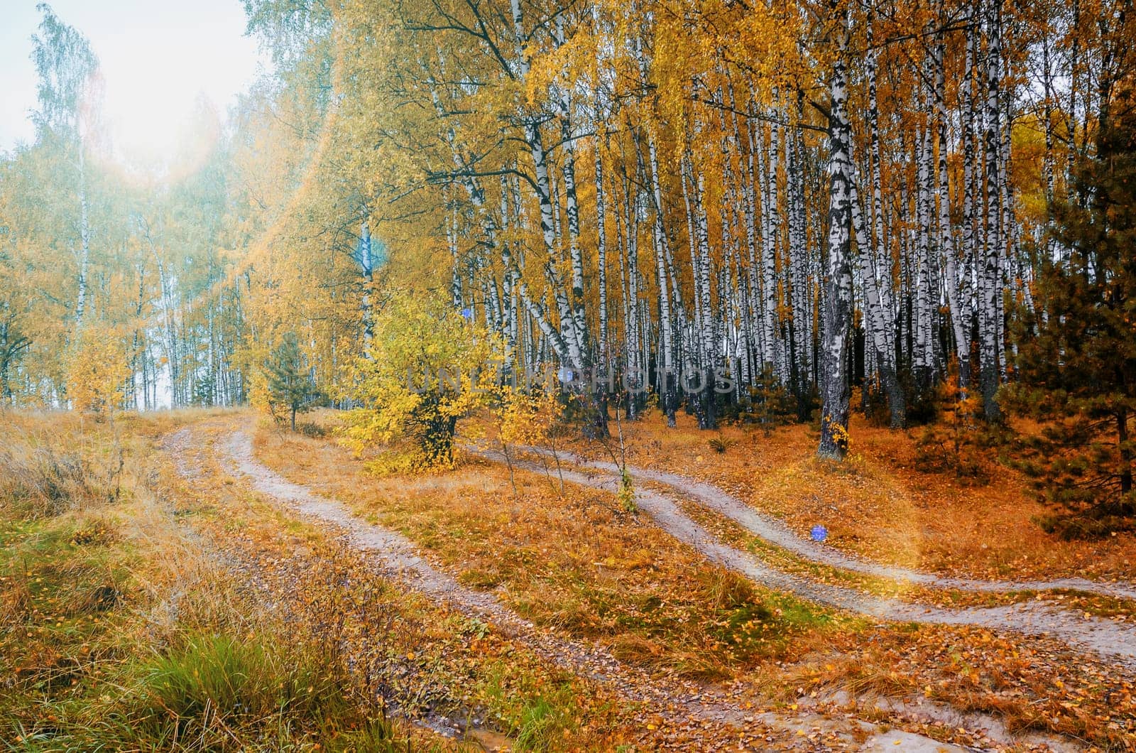 Golden autumn in the month of October in a beautiful forest