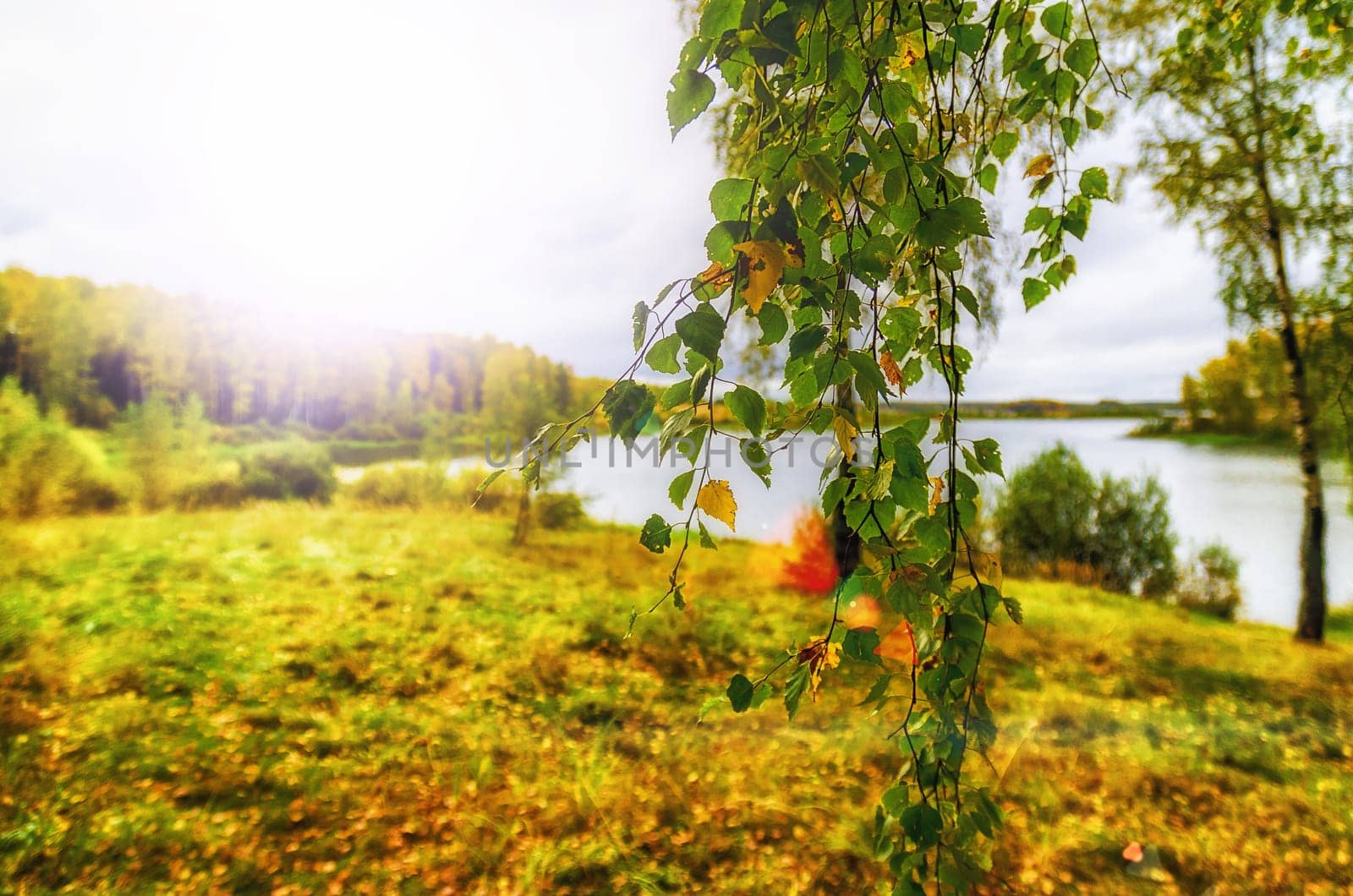 Golden autumn in the month of October in a beautiful forest