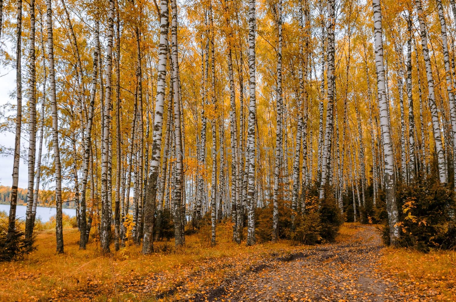 Golden autumn in the month of October in a beautiful forest