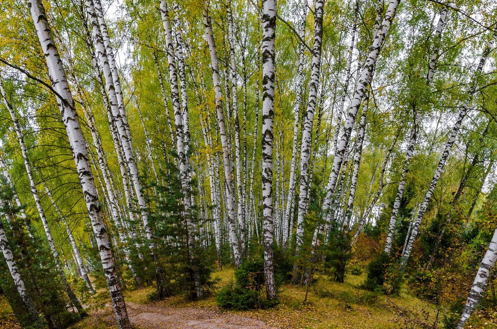 Golden autumn in the month of October in a beautiful forest