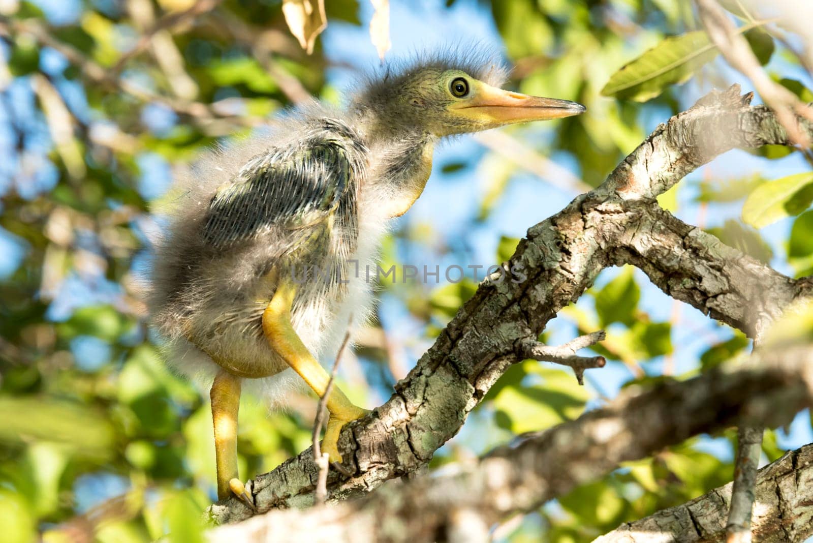 Green heron backs