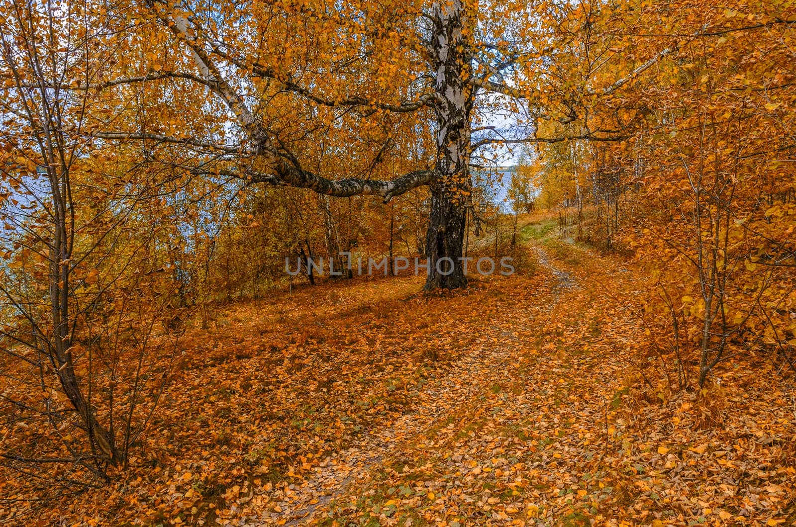 Golden autumn in the month of October in a beautiful forest