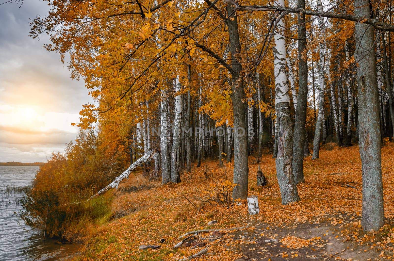 Golden autumn in the month of October in a beautiful forest