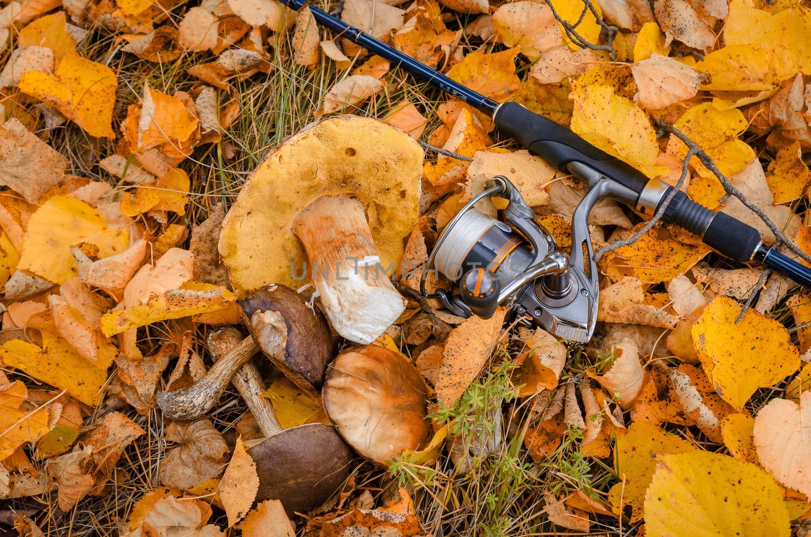 Golden autumn in the month of October in a beautiful forest