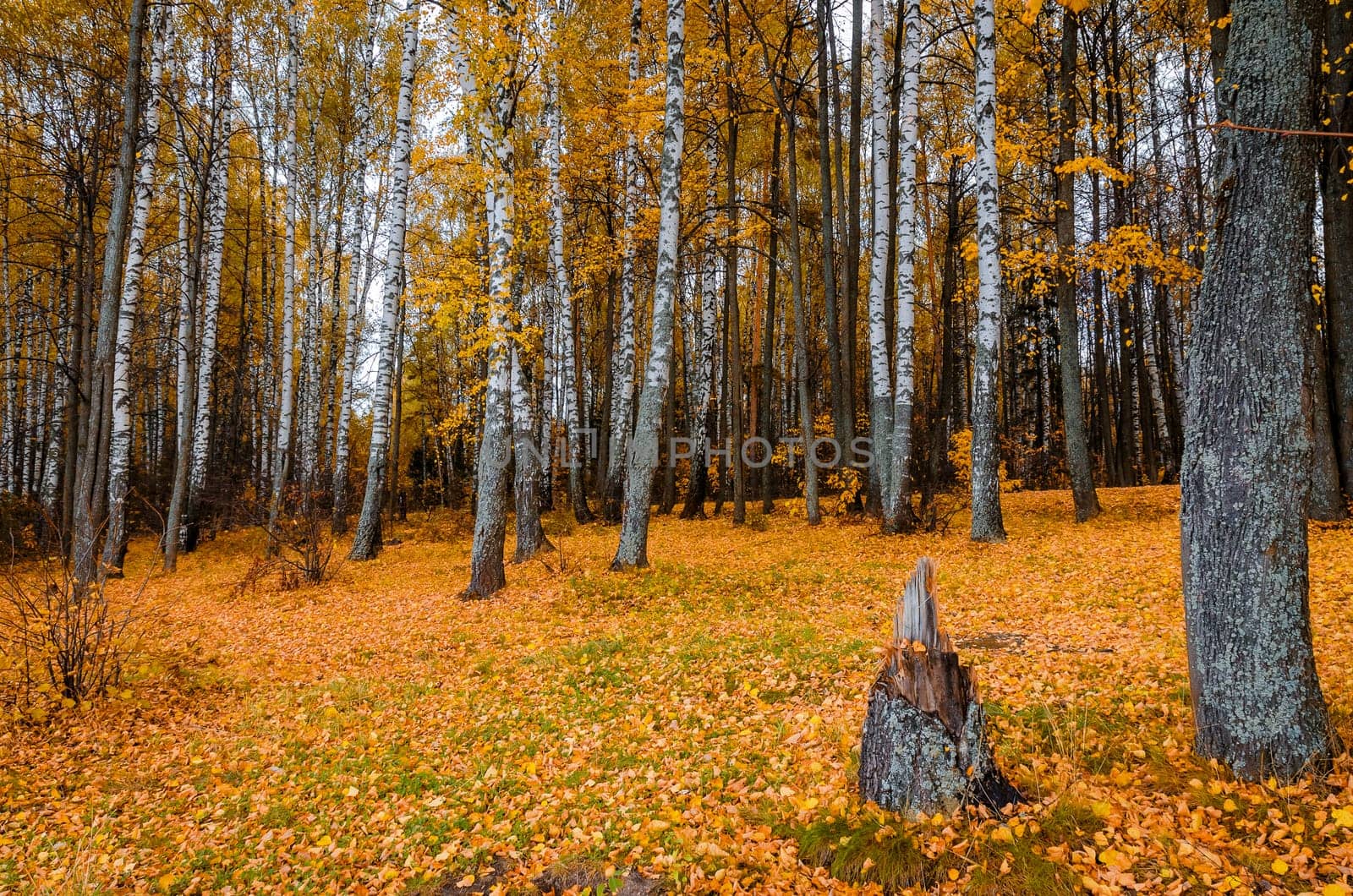 Golden autumn in the month of October in a beautiful forest