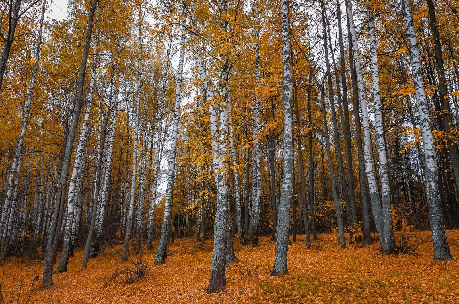 Golden autumn in the month of October in a beautiful forest