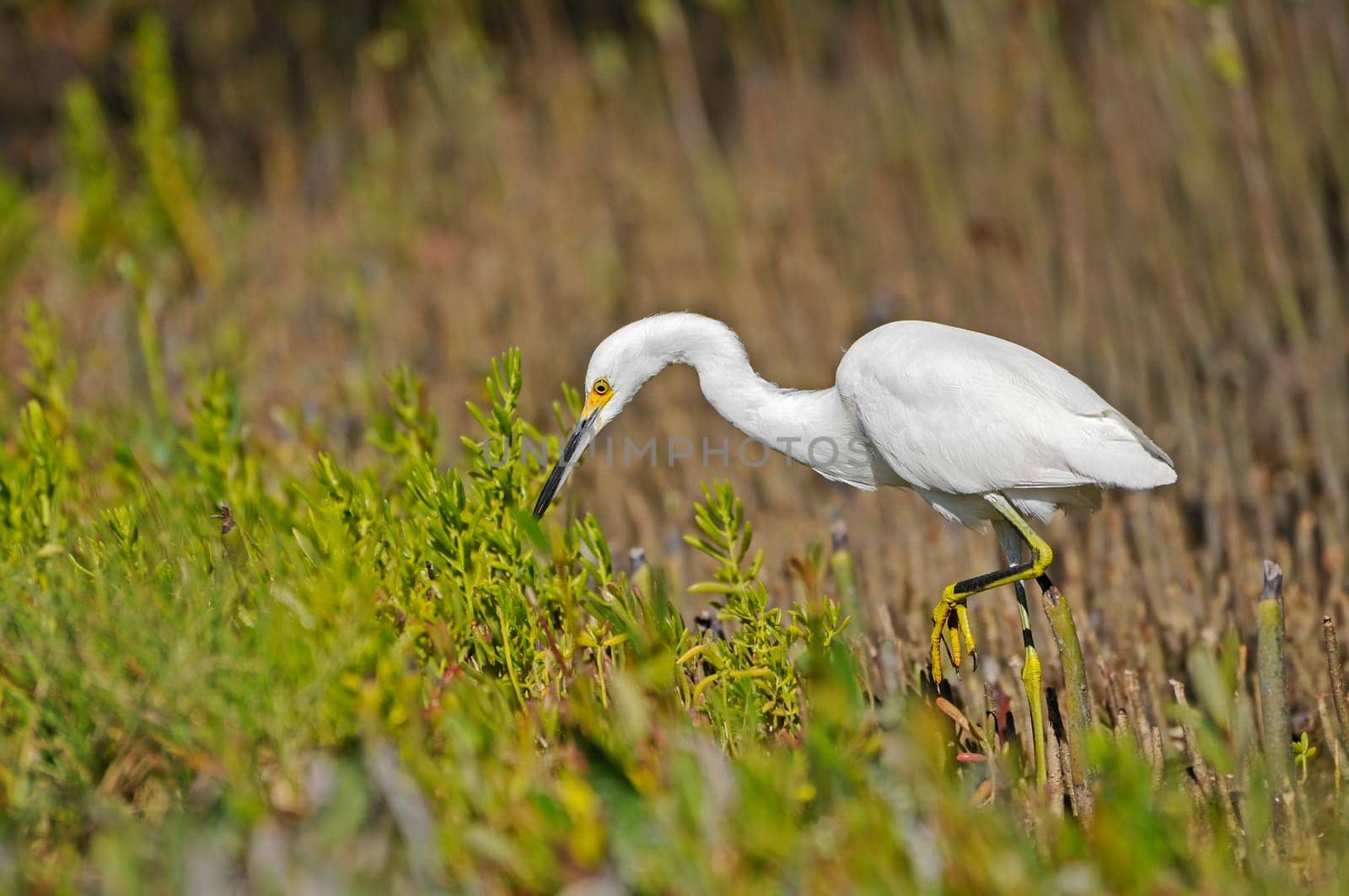 little egret