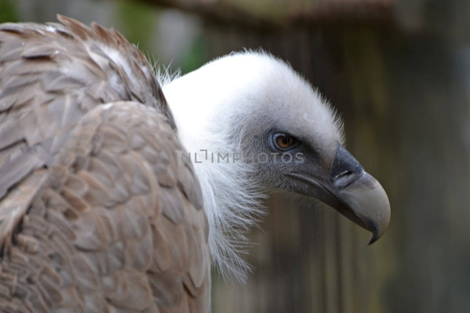 Portrait of a vulture