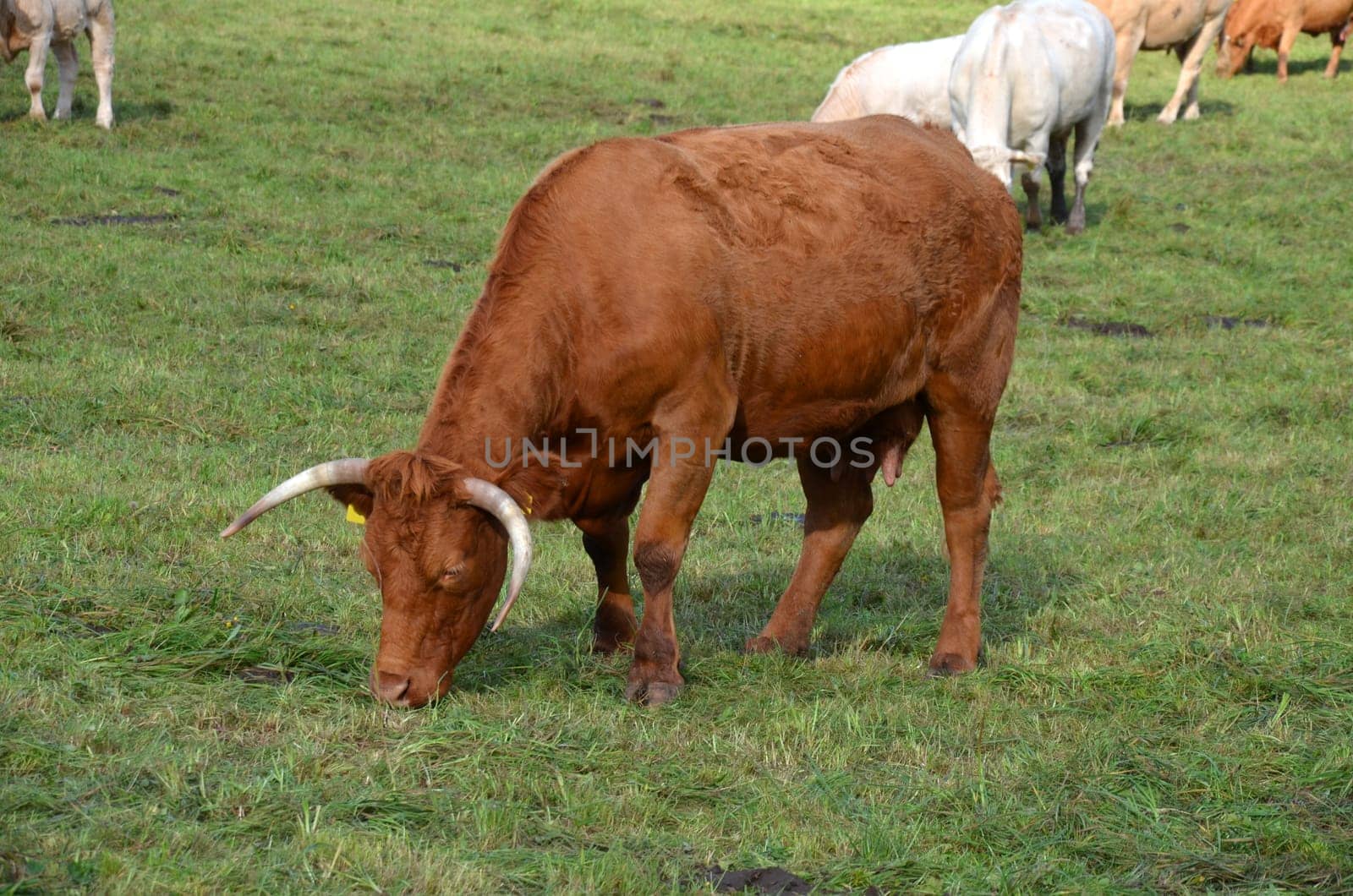 herd of cattle
