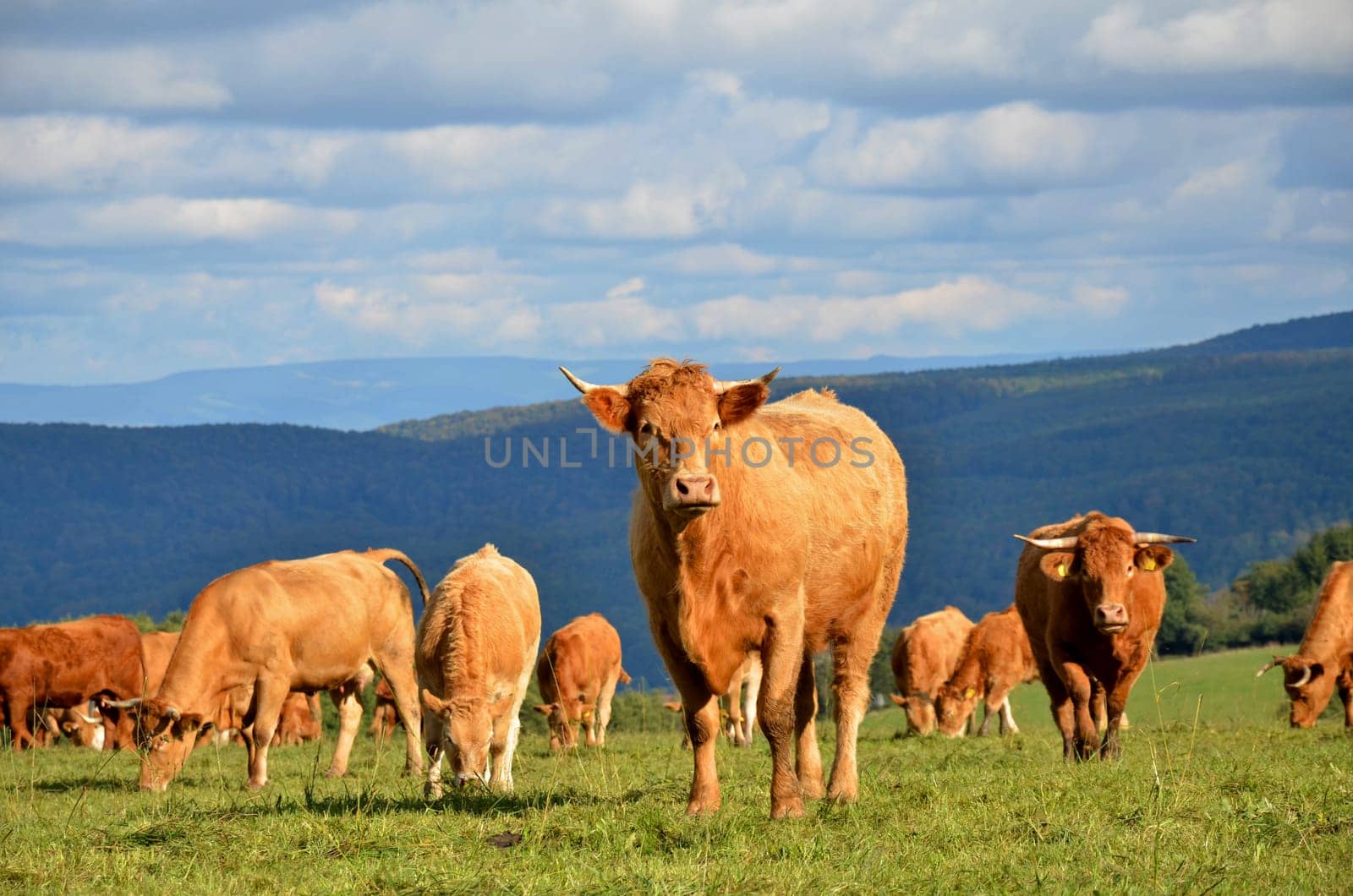 herd of cattle