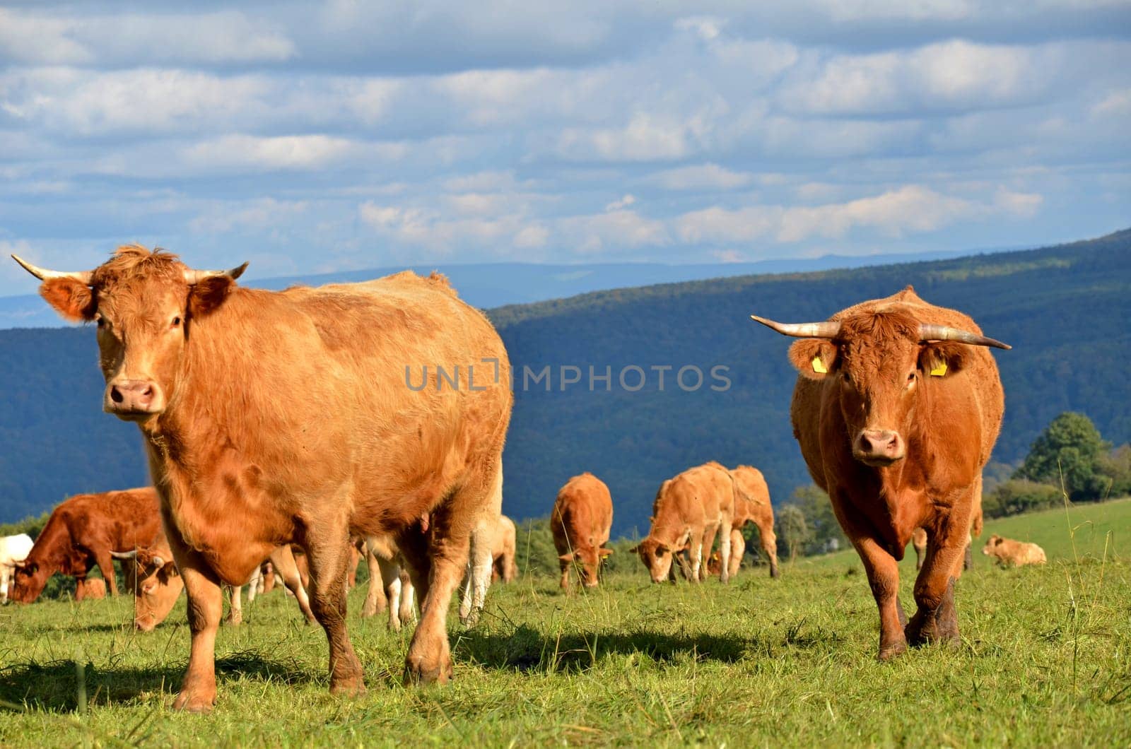 herd of cattle