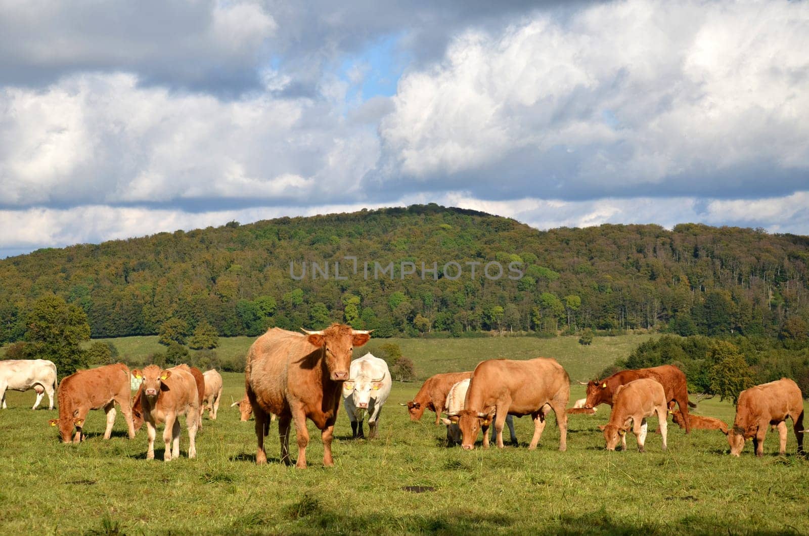 herd of cattle