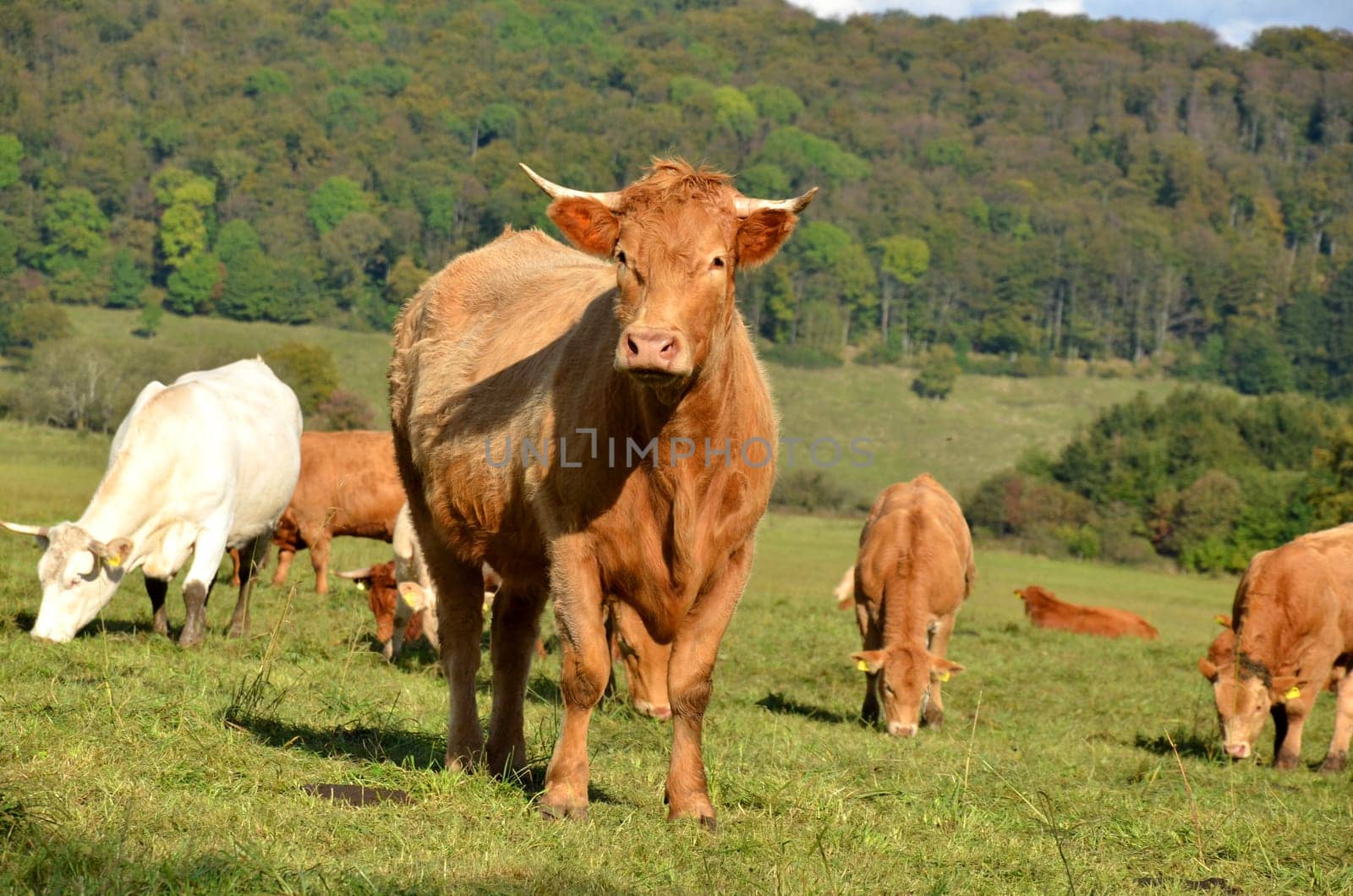 herd of cattle