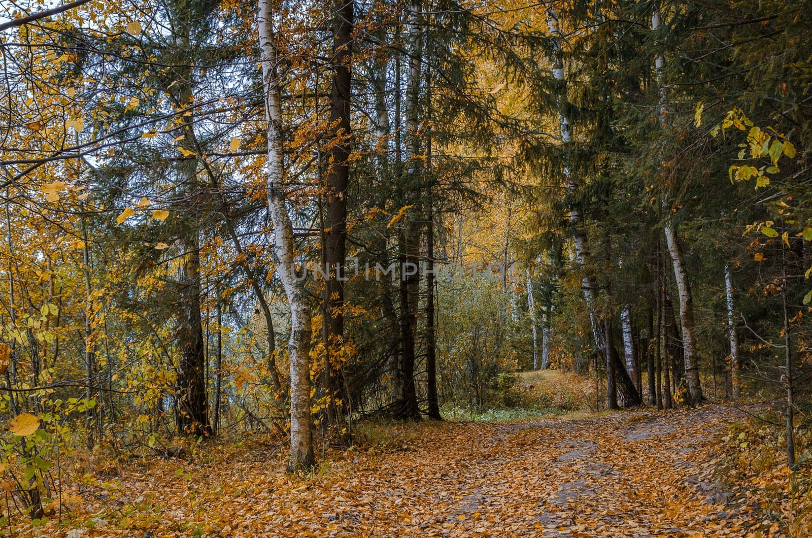 Golden autumn in the month of October in a beautiful forest