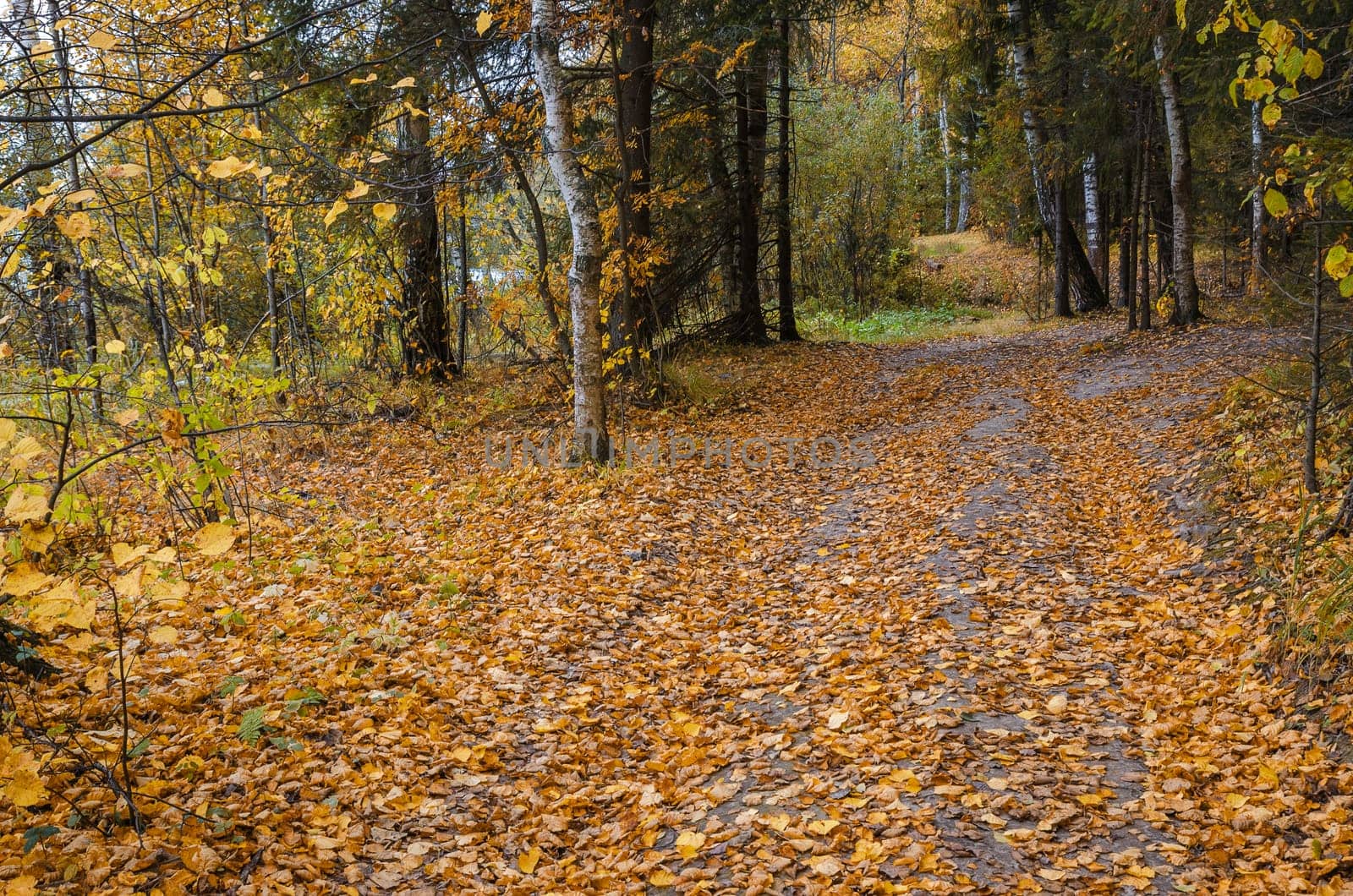 Golden autumn in the month of October in a beautiful forest