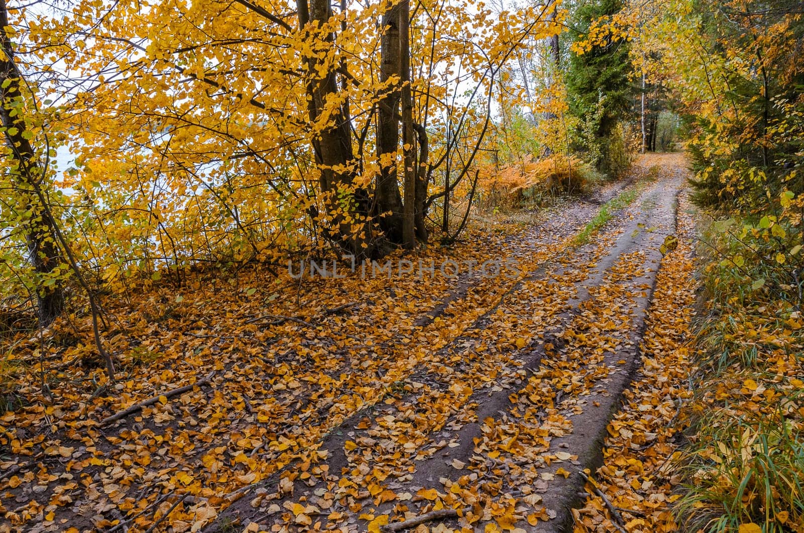 Golden autumn in the month of October in a beautiful forest