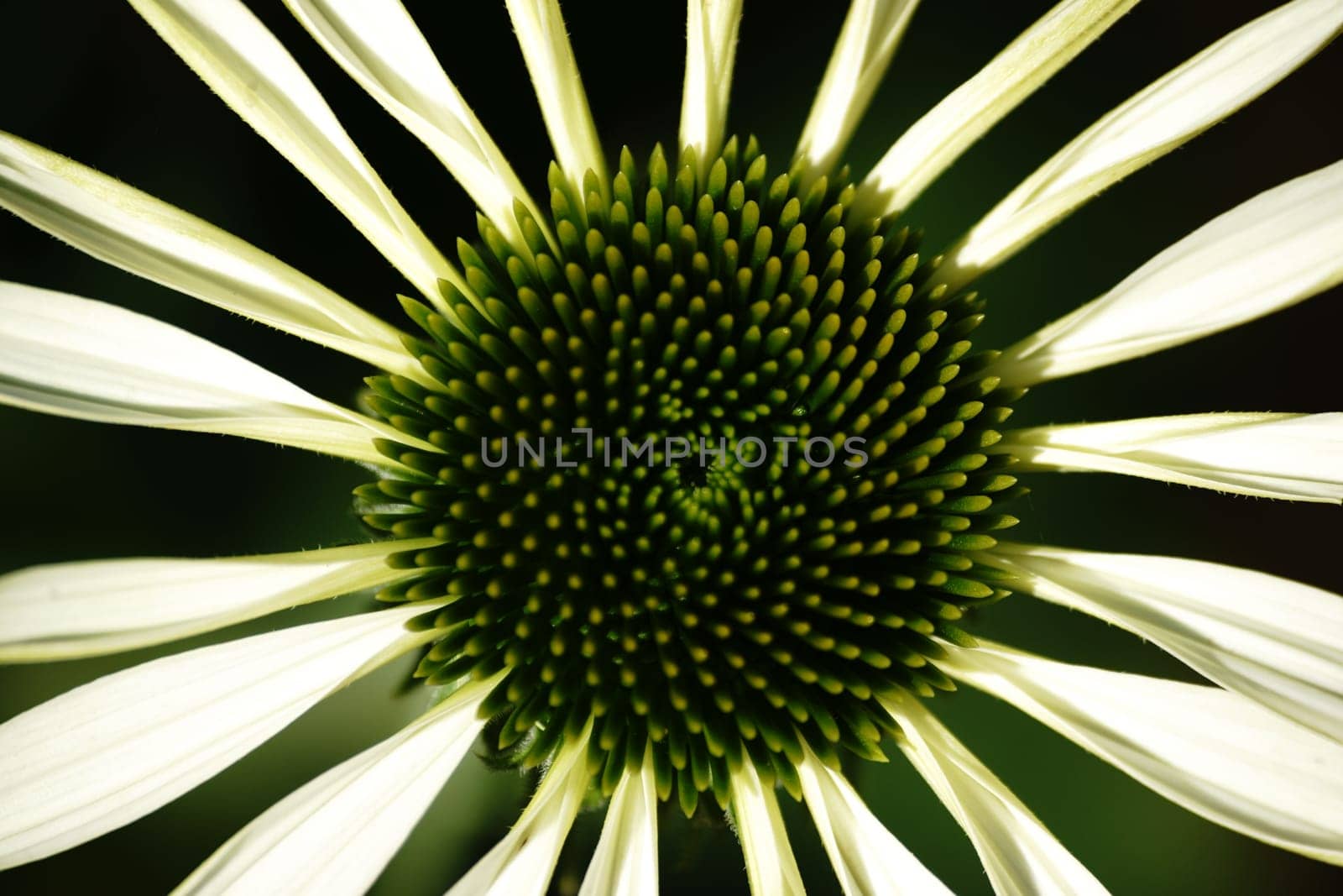 The top view and close-up of the green flower of the Green Coneflower,Echinacea purpurea.