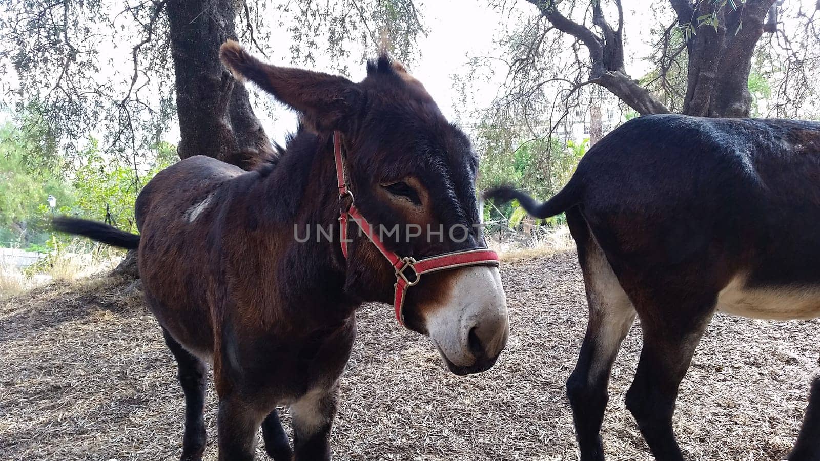 Two Brown Donkeys Under the Olive Trees