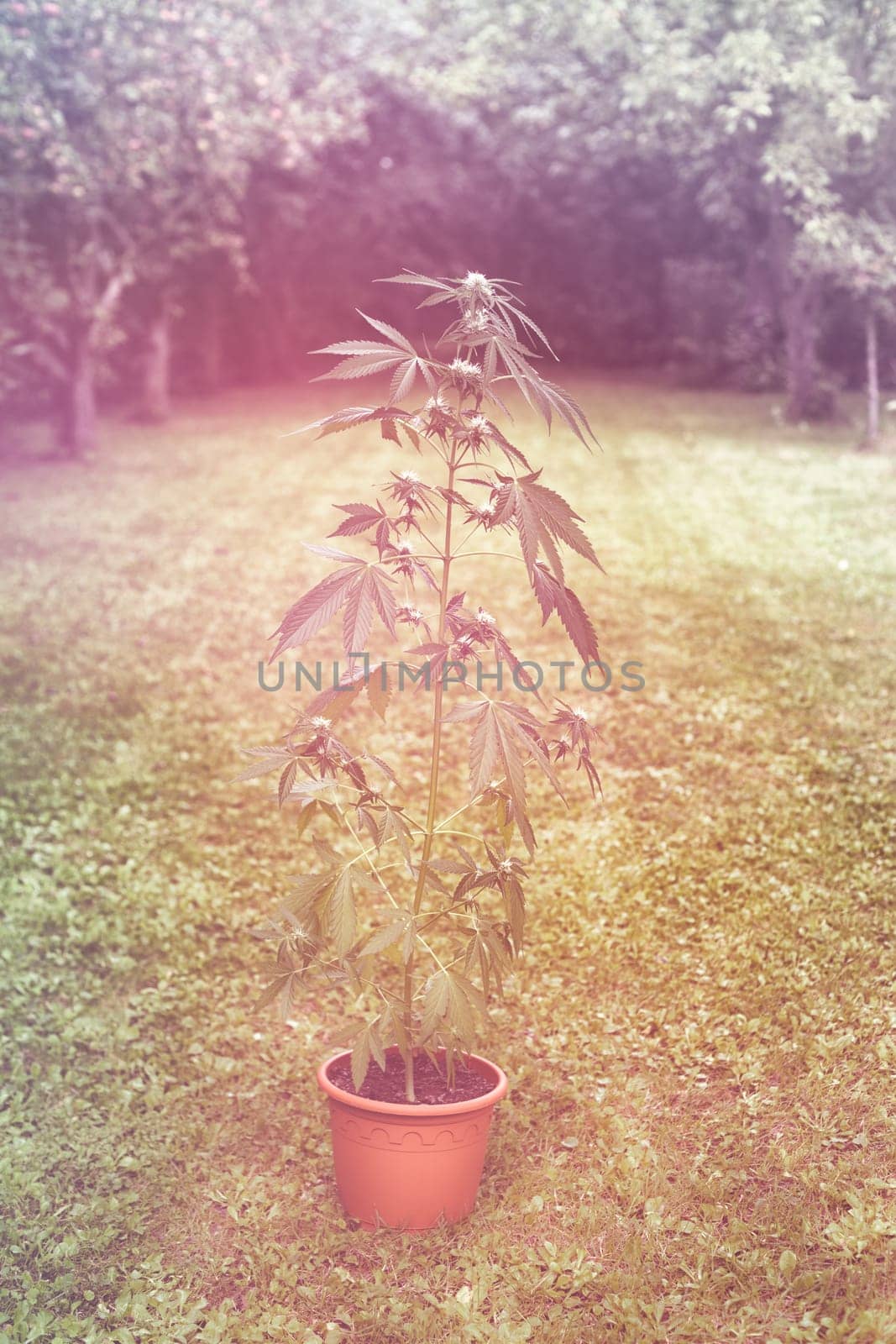 Cannabis female plant in flowerpot outdoors in the garden, indica dominant hybrid in flowering stage.