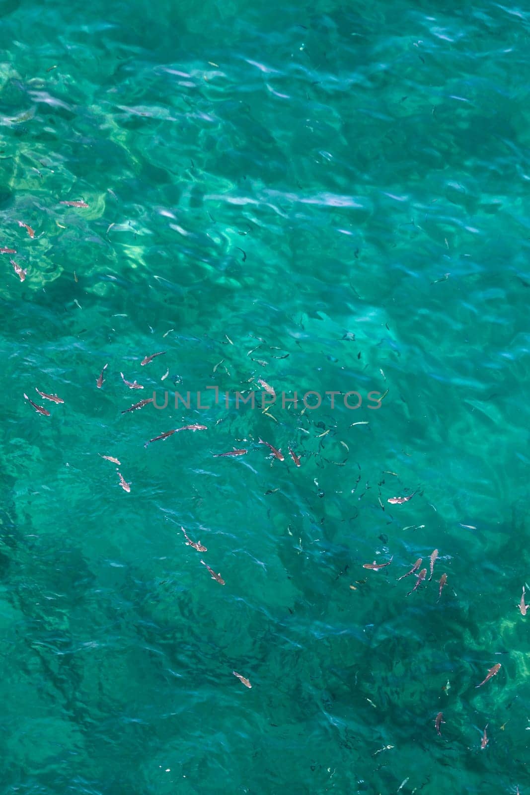 Many fish on the beautiful water surface. Top view of the Alboran Sea in the Strait of Gibraltar.