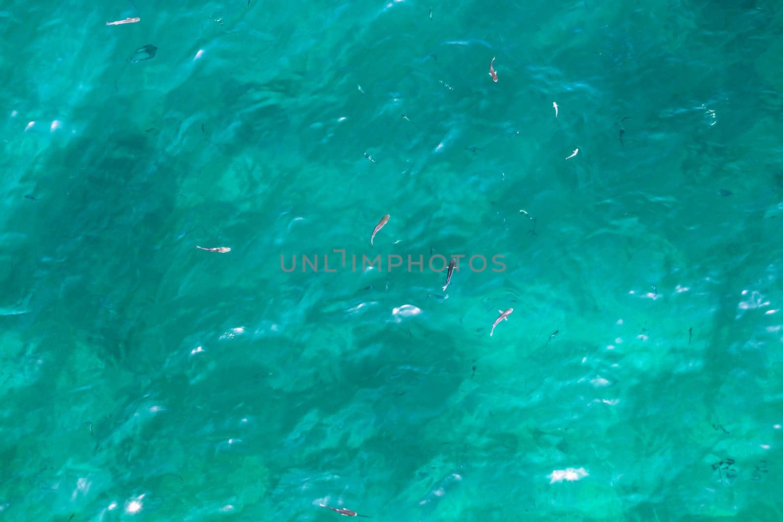 Many fish on the beautiful water surface. Top view of the Alboran Sea in the Strait of Gibraltar.