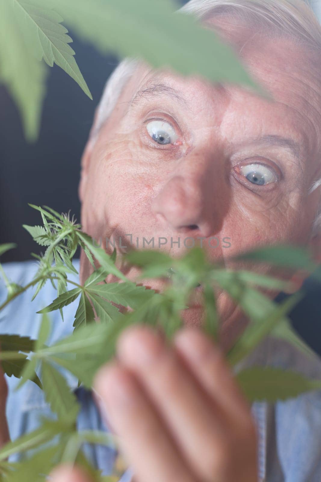 Shocked senior man looking at Cannabis plant.
