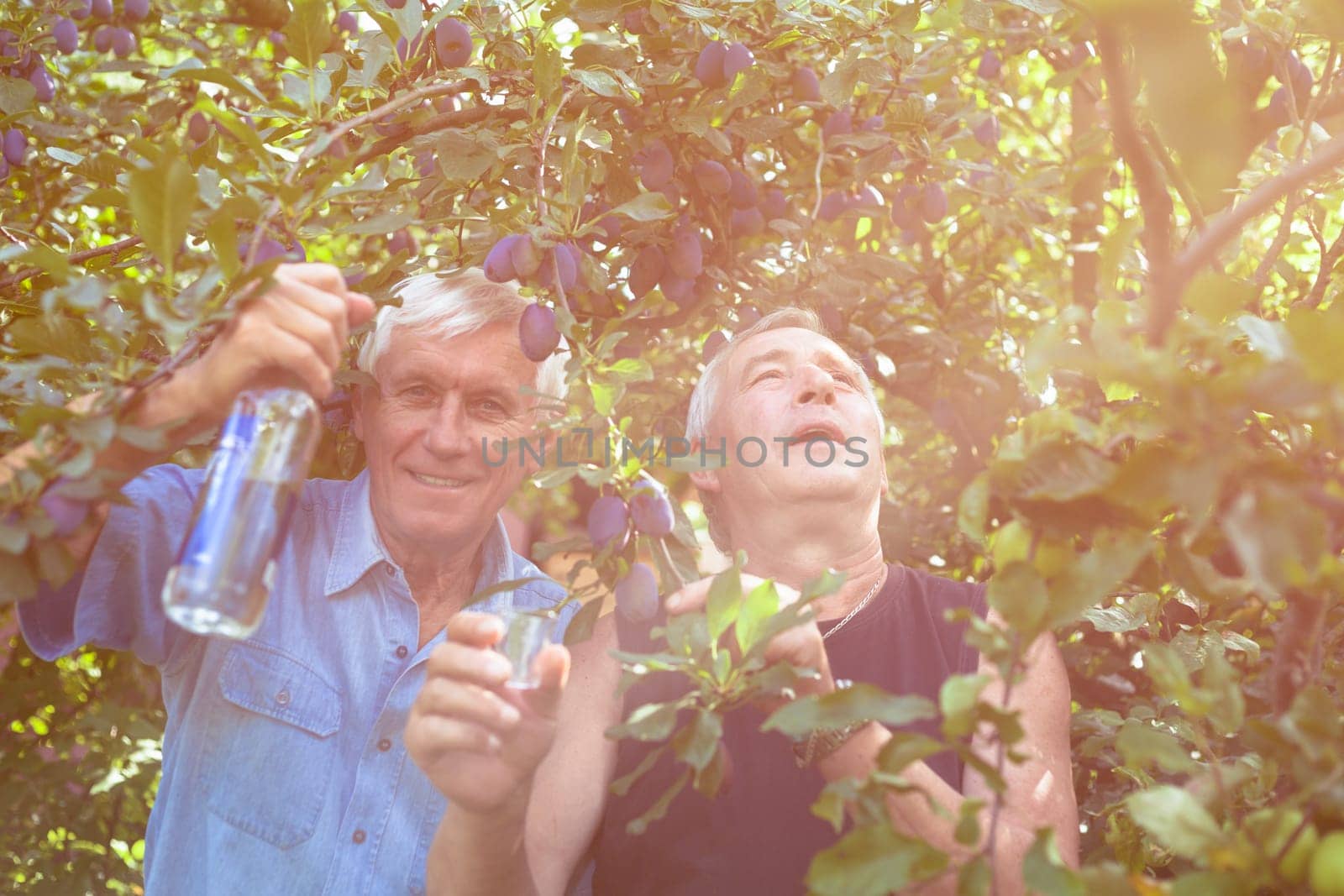 Two excited seniors with bottle of alcohol enjoying sunny day outdoors under the plum tree.