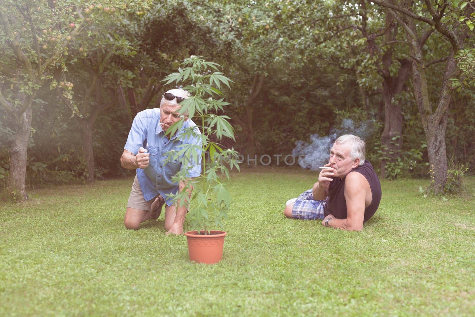 Two seniors smoking marijuana joint and relaxing next to the Cannabis plant outdoors in the garden.