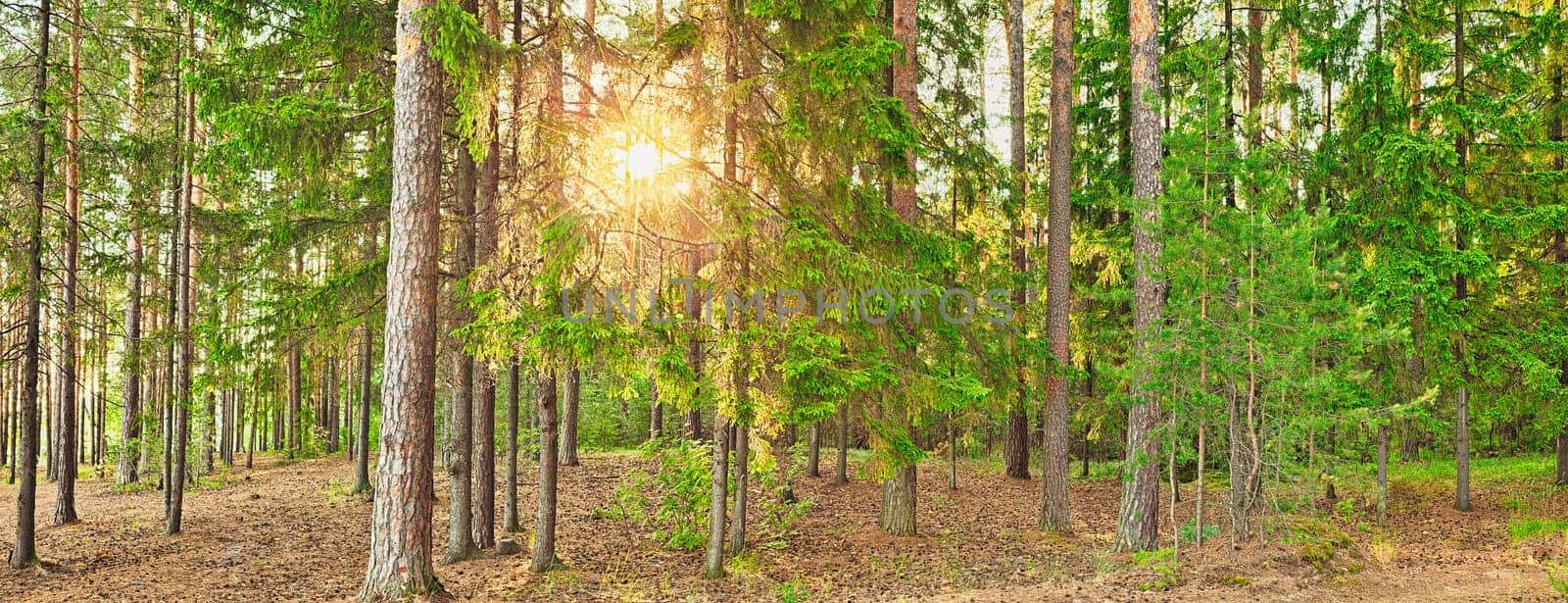 Panorama of a forest with the sunlight through the trees