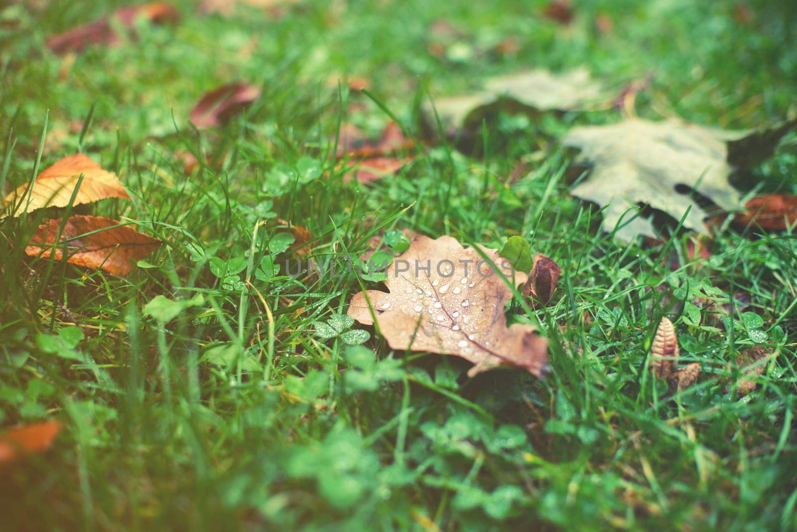 autumn leaf with water on green grass background