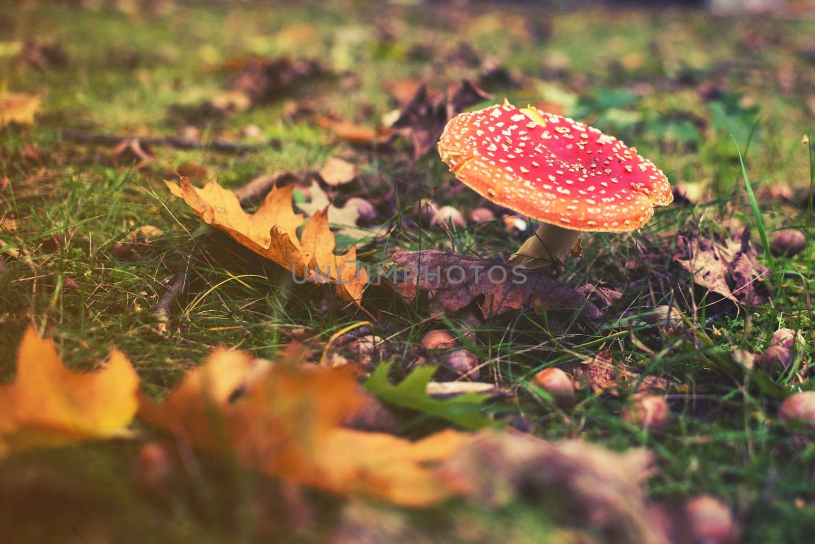 close up on amanita muscaria,fly agaric toadstool,fungus,mushroom.