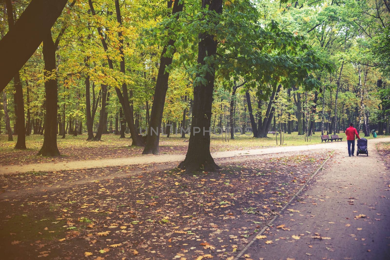park on autumn with trees and leaves.