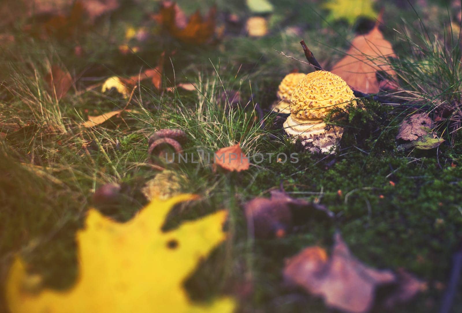 yellow mashroom with leaf,autumn background