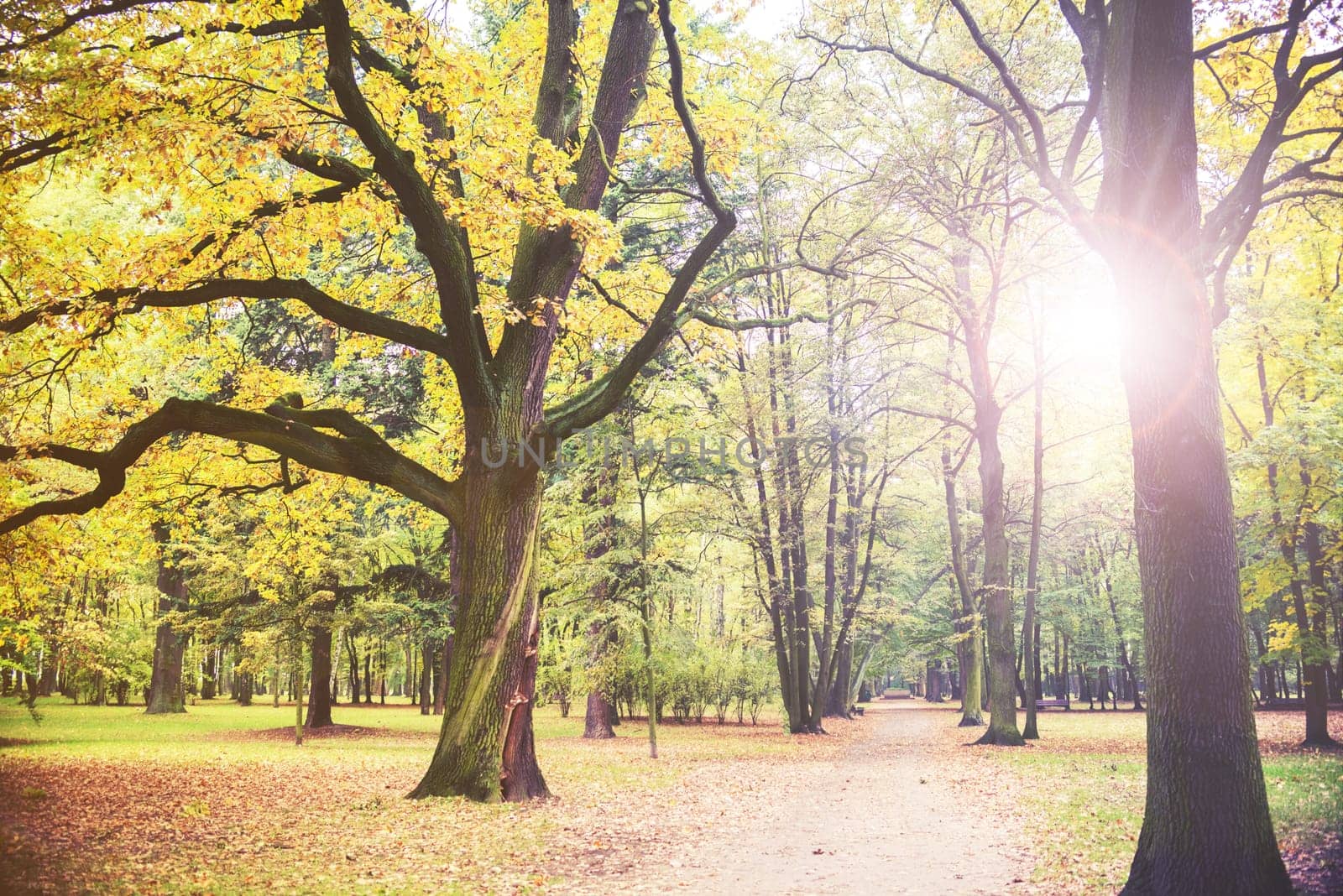 park on autumn with trees and leaves.